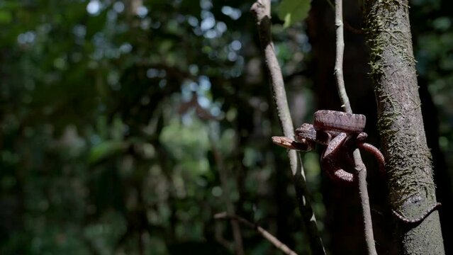 Slo-mo of Amazon tree boa striking (Corallus hortulana)