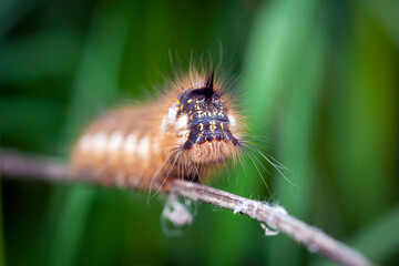 Hairy caterpillar close-up. Macro photography.