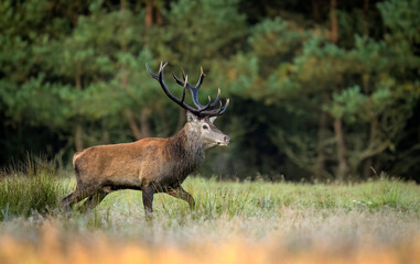 Naklejka na ściany i meble Deer male buck ( Cervus elaphus ) during rut
