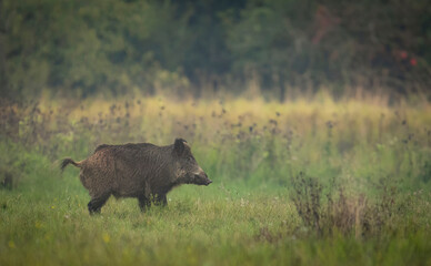 Wild boar close up ( Sus scrofa )
