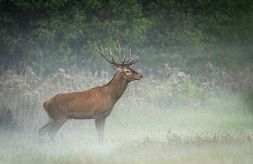 Deer male buck ( Cervus elaphus ) during rut