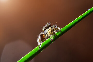 Insects cling to branches