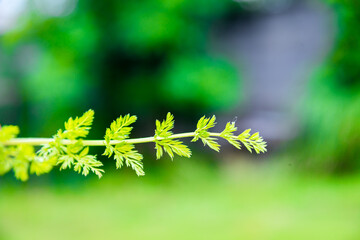 Carrot vegetable shoots, carrot plants, carrots on a white background