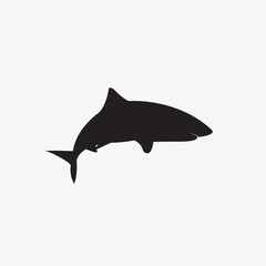 Shark vector image