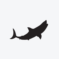 Shark vector image