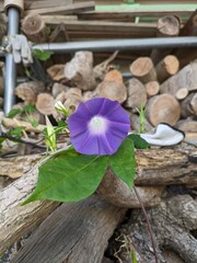 morning glory in the wood
