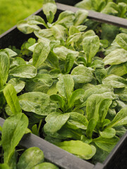 Field lettuce with mildew