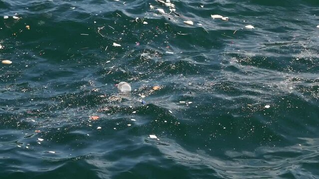 Polution on lake. Dirty water 