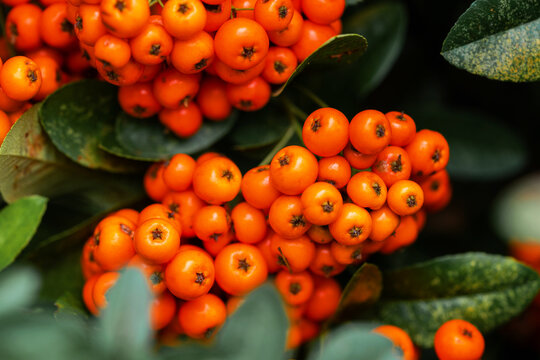 Pyracantha coccinea in garden, Firethorn berries in the fall season, closeup