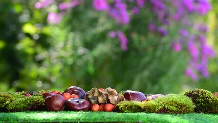 Blue tit bird pecking peanut food in autumn, cyanistes caeruleus