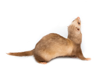Ferret on a white background is insulated. Light color of the pet. Ermine, weasel, marten.