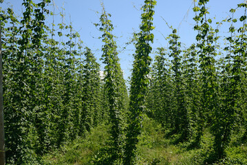 crop of hops, Humulus lupulus - 653082841