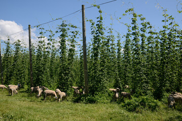 grazing among the hops