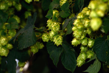 hops flowers
