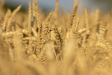 Wheat field before summer harvest