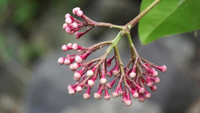 Syzygium Pycnanthum (Syzygium foxworthianum, Wild Rose Apple, Eugenia densiflora, Jambosa densiflora, Myrtus densiflora). It is a tree and grows primarily in the wet tropical biome.