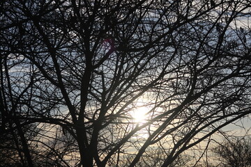 Tree branches silhouetted against the sun's rays in winter.