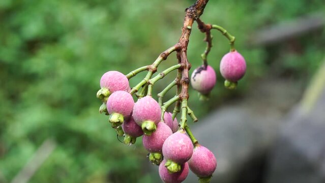 Syzygium Pycnanthum (Syzygium foxworthianum, Wild Rose Apple, Eugenia densiflora, Jambosa densiflora, Myrtus densiflora). It is a tree and grows primarily in the wet tropical biome.