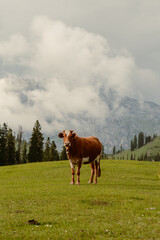 Cow grazing in lush green meadows and mountains of Kashmir, India