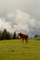 Cow grazing in lush green meadows and mountains of Kashmir, India