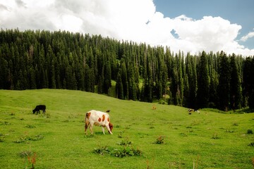 Cow grazing in lush green meadows and mountains of Kashmir, India