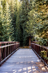 Obraz premium Wood bridge in the forest 