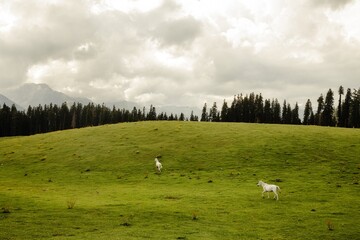Horses running in lush green meadows at Bhaj Margi, Kashmir, India