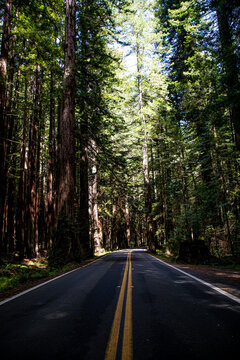 Empty road lined with redwood trees 