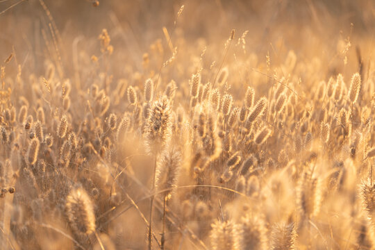 Golden field grass background