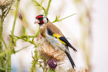 European goldfinch, feeding on the seeds of thistles. Carduelis carduelis.
