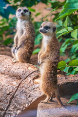 Naklejka na ściany i meble Two cute curious meerkats stand on their hind legs on a sandy hill and look away.