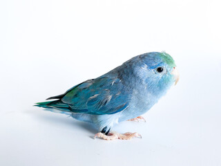 Forpus parrot bird on the white background