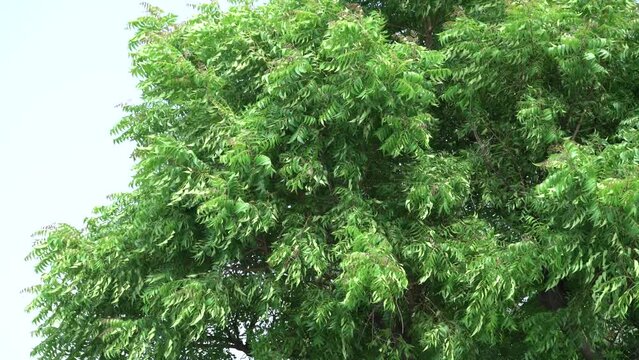 Neem Tree , close up view,medicinal  tree