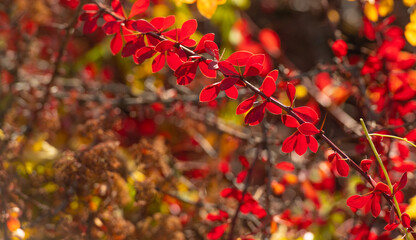 barberry seasonal plant bush with red leaves in autumn