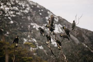 Crédence de cuisine en verre imprimé Mont Cradle Flock of Yellow-Tailed Black Cockatoos on a tree in Cradle Mountain, Tasmania 