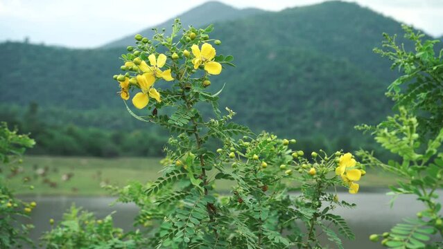 senna auriculata plant with flowers , south india ,