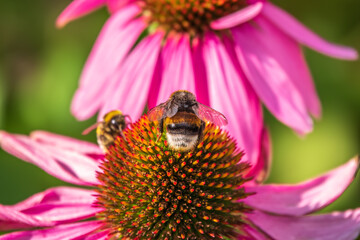 A closeup shot of a bee collecting pollen on a purple echinacea flower