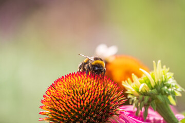 A closeup shot of a bee collecting pollen on a purple echinacea flower