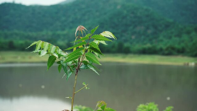 Neem Tree branch, extreme close up view, mountain background