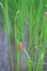 red poppy flower