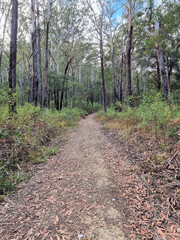 Fototapeta premium Walking track through the Australian bush near Buladelah on the mid-north coast of New South Wales Australia