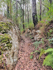Obraz premium Walking track through the Australian bush near Buladelah on the mid-north coast of New South Wales Australia