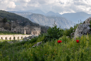 Two bright red flowers in the background of a rock-cut ancient ruins and ruined dead city. Remains of ancient Lycia civilization, Tlos antique city in Turkey.  Mountain landscape in the background.