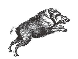 Boar (Sus scrofa). Doodle sketch. Vintage vector illustration.