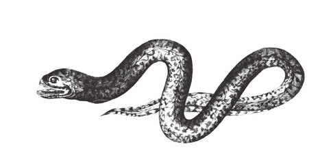 Marbled swamp eel (Synbranchus marmoratus). Doodle sketch. Vintage vector illustration.