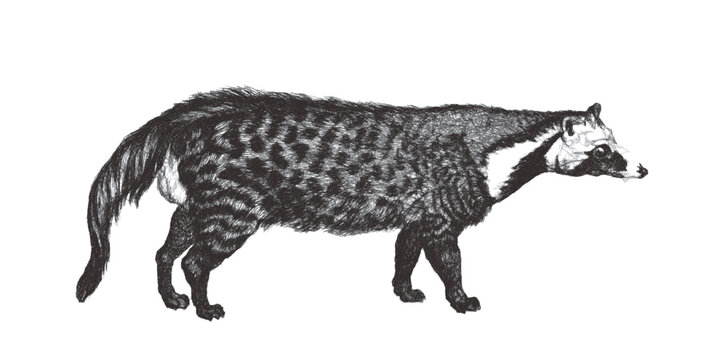 Civet (Civettictis civetta). Doodle sketch. Vintage vector illustration.