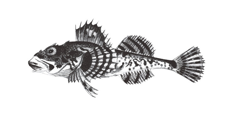Shorthorn sculpin (Myoxocephalus scorpius). Doodle sketch. Vintage vector illustration.