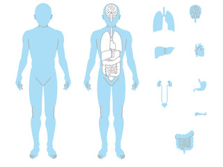 三色　人体図　臓器　男性　セット