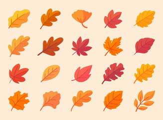 Autumn leaf collection Orange maple leaves in autumn simple design - obrazy, fototapety, plakaty