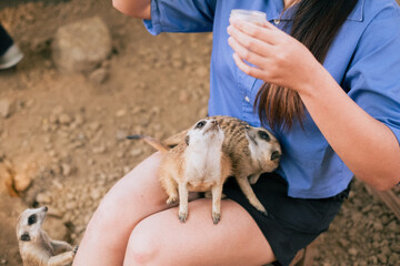 child feeding a squirrel